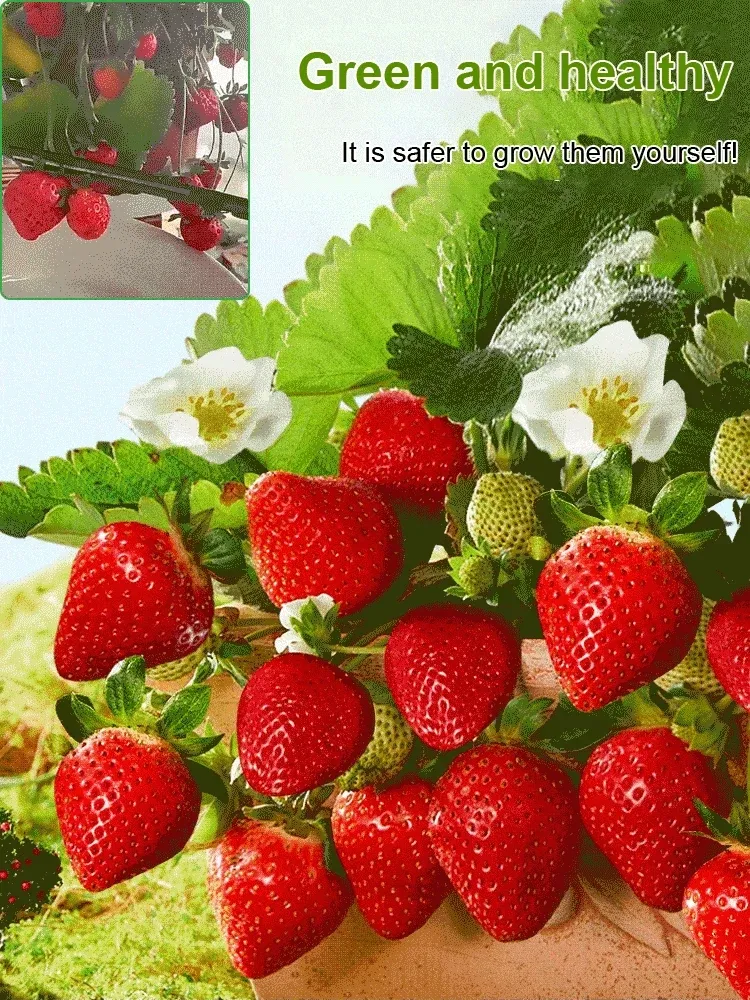 🍓Strawberry Seeds Seasonal Cream Strawberry Pot Plant Home Balcony Growing Hardy🍓