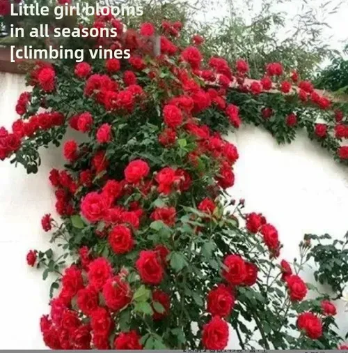 🎈Climbing Rose Seeds Creating a Dreamy Scene for the Garden🏆