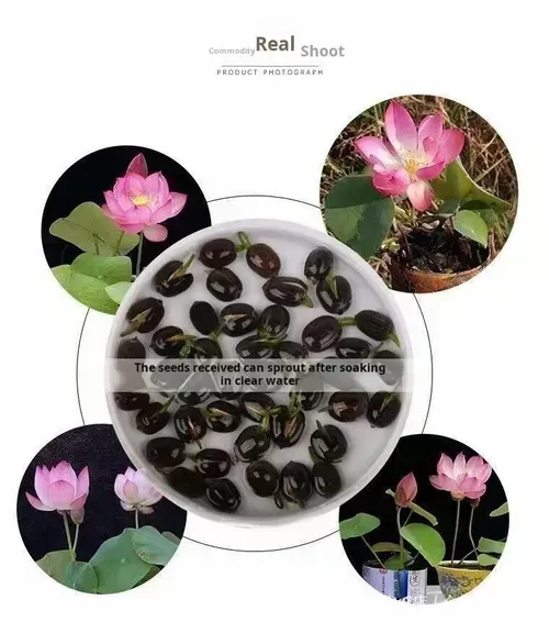 🌺Ceramic Bowl Water-Raised Lotus Indoor Floral Easy-to-Grow All-Year Flowering Seeds for Living Room Decor