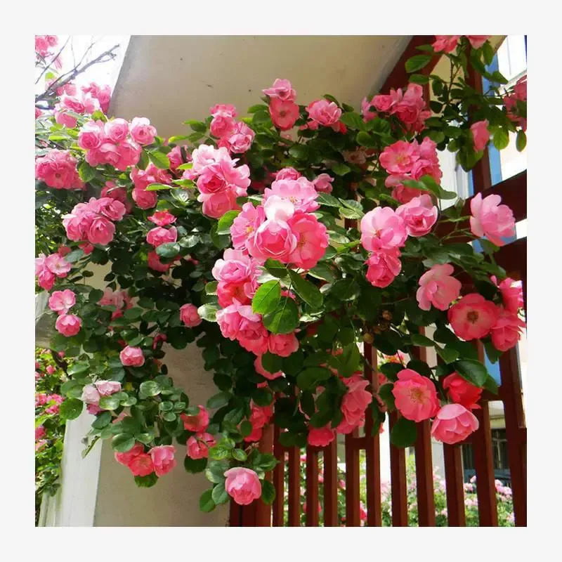 🎈Climbing Rose Seeds Creating a Dreamy Scene for the Garden🏆