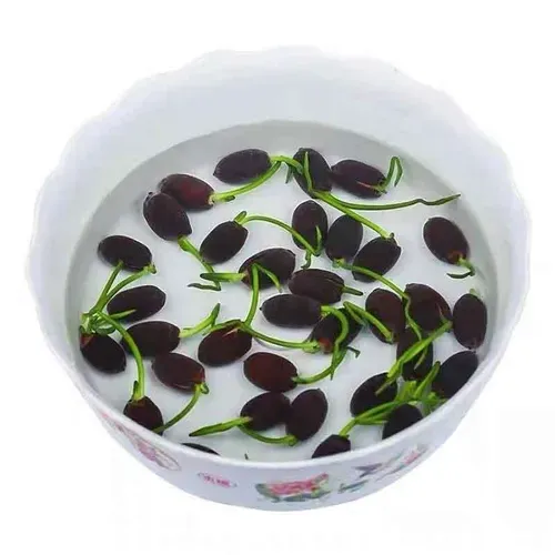 🌺Ceramic Bowl Water-Raised Lotus Indoor Floral Easy-to-Grow All-Year Flowering Seeds for Living Room Decor
