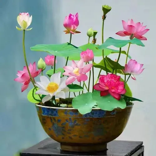🌺Ceramic Bowl Water-Raised Lotus Indoor Floral Easy-to-Grow All-Year Flowering Seeds for Living Room Decor