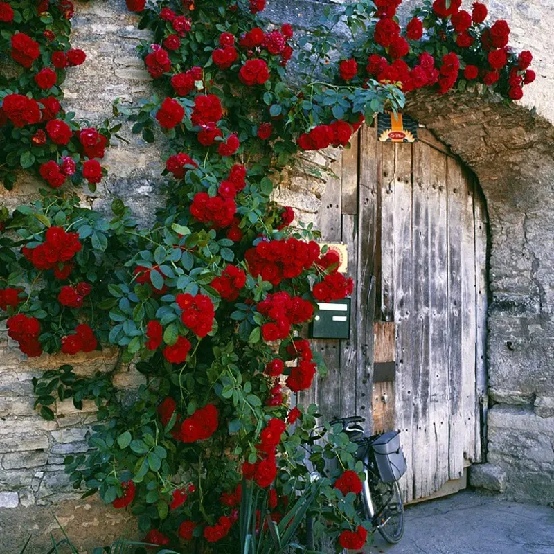 🎈Climbing Rose Seeds Creating a Dreamy Scene for the Garden🏆