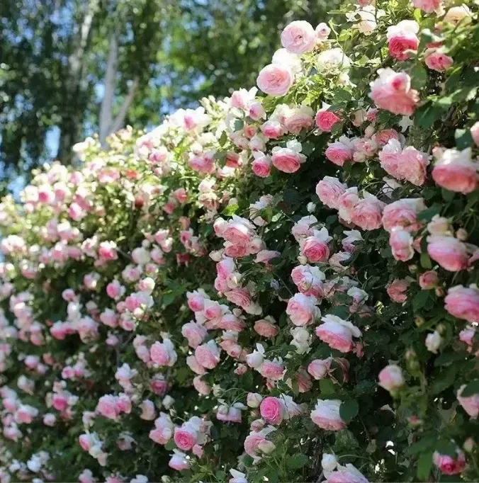 🎈Climbing Rose Seeds Creating a Dreamy Scene for the Garden🏆
