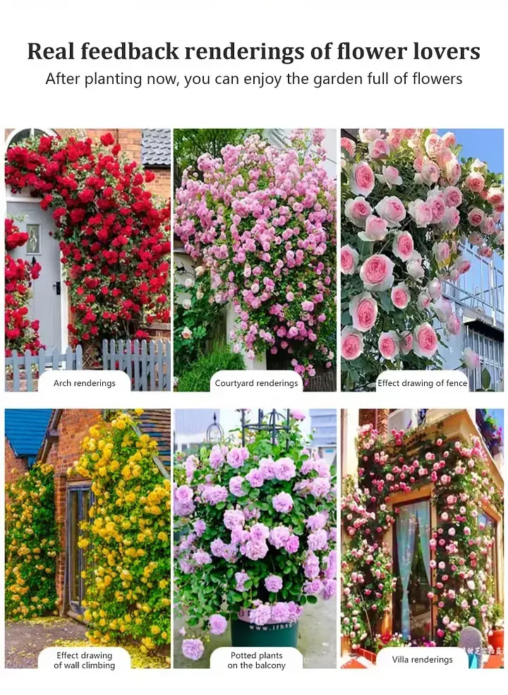 🎈Climbing Rose Seeds Creating a Dreamy Scene for the Garden🏆