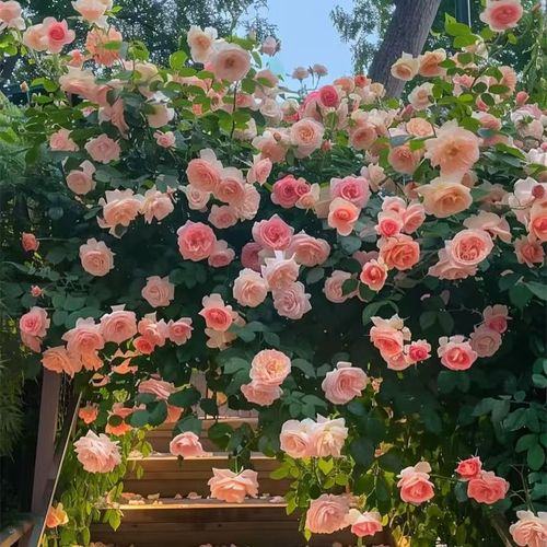 🌺 Graines de Rose Petites : 500 Graines de Rosier Grimpant