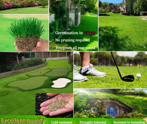 Four Seasons Evergreen Dwarf Grass Seeds