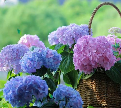 💥Artificial Hydrangea Flowers💐（Three.）