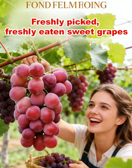 Queen Nina Grape Seeds