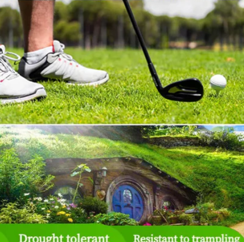 Four Seasons Evergreen Dwarf Grass Seeds