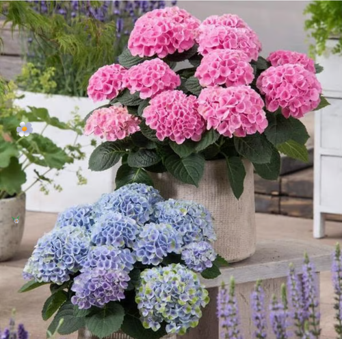 💥Artificial Hydrangea Flowers💐（Three.）