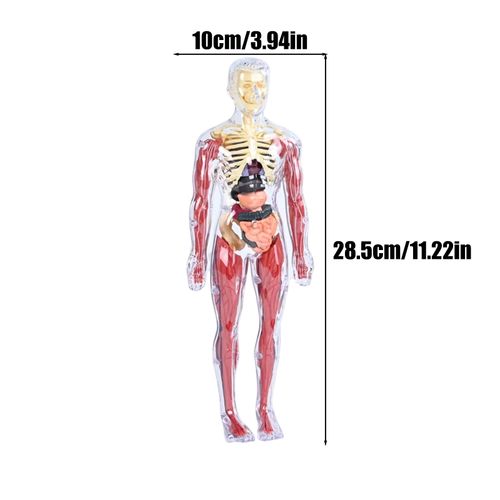 28cm Human Body Anatomy Model 3D Skeleton Organ Puzzle Toy, Kids Science Learning Body Parts Model with Organs, Bones and Muscles for Classroom, Home Study, STEM Education Gift, COD Free Shipping, Pay on Delivery