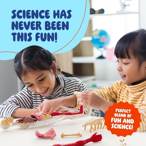 28cm Human Body Anatomy Model 3D Skeleton Organ Puzzle Toy, Kids Science Learning Body Parts Model with Organs, Bones and Muscles for Classroom, Home Study, STEM Education Gift, COD Free Shipping, Pay on Delivery