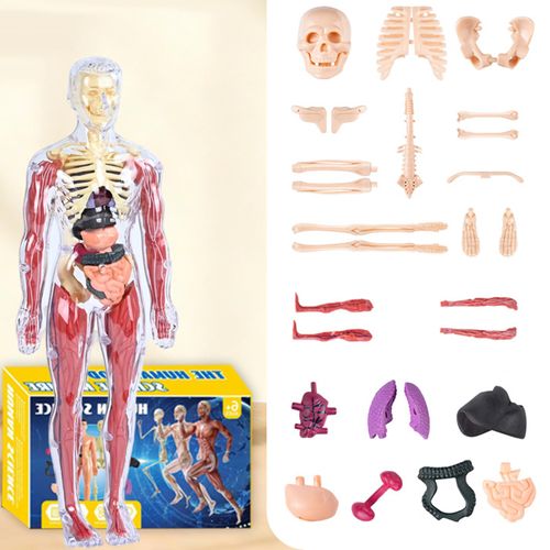 28cm Human Body Anatomy Model 3D Skeleton Organ Puzzle Toy, Kids Science Learning Body Parts Model with Organs, Bones and Muscles for Classroom, Home Study, STEM Education Gift, COD Free Shipping, Pay on Delivery
