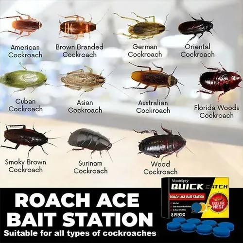 Clearance Sale - Limited Time Offer ! - Roach Ace Bait Station