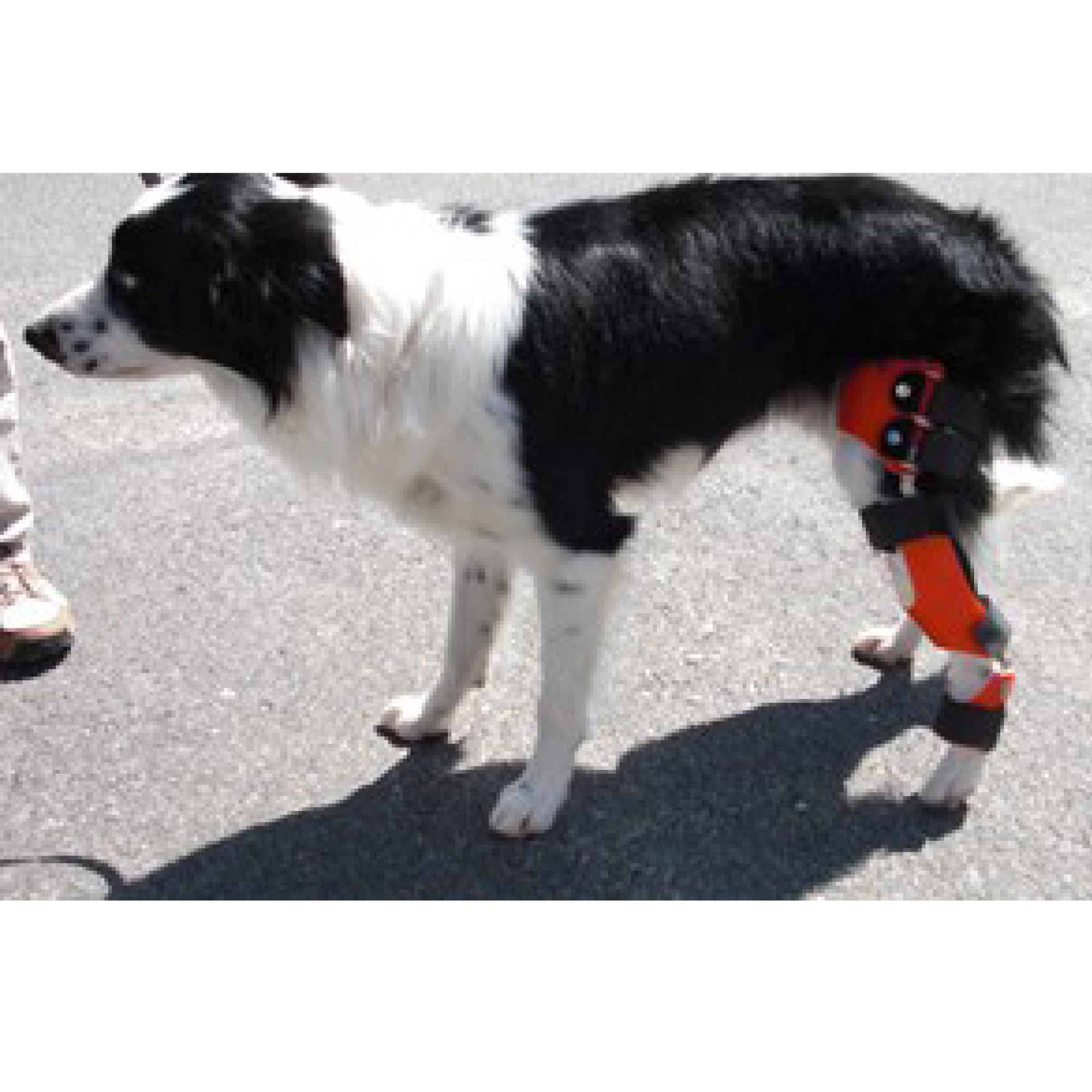 Custom Dog Knee & Hock Brace | CCL/ACL Stifle Rear Leg Dog Brace