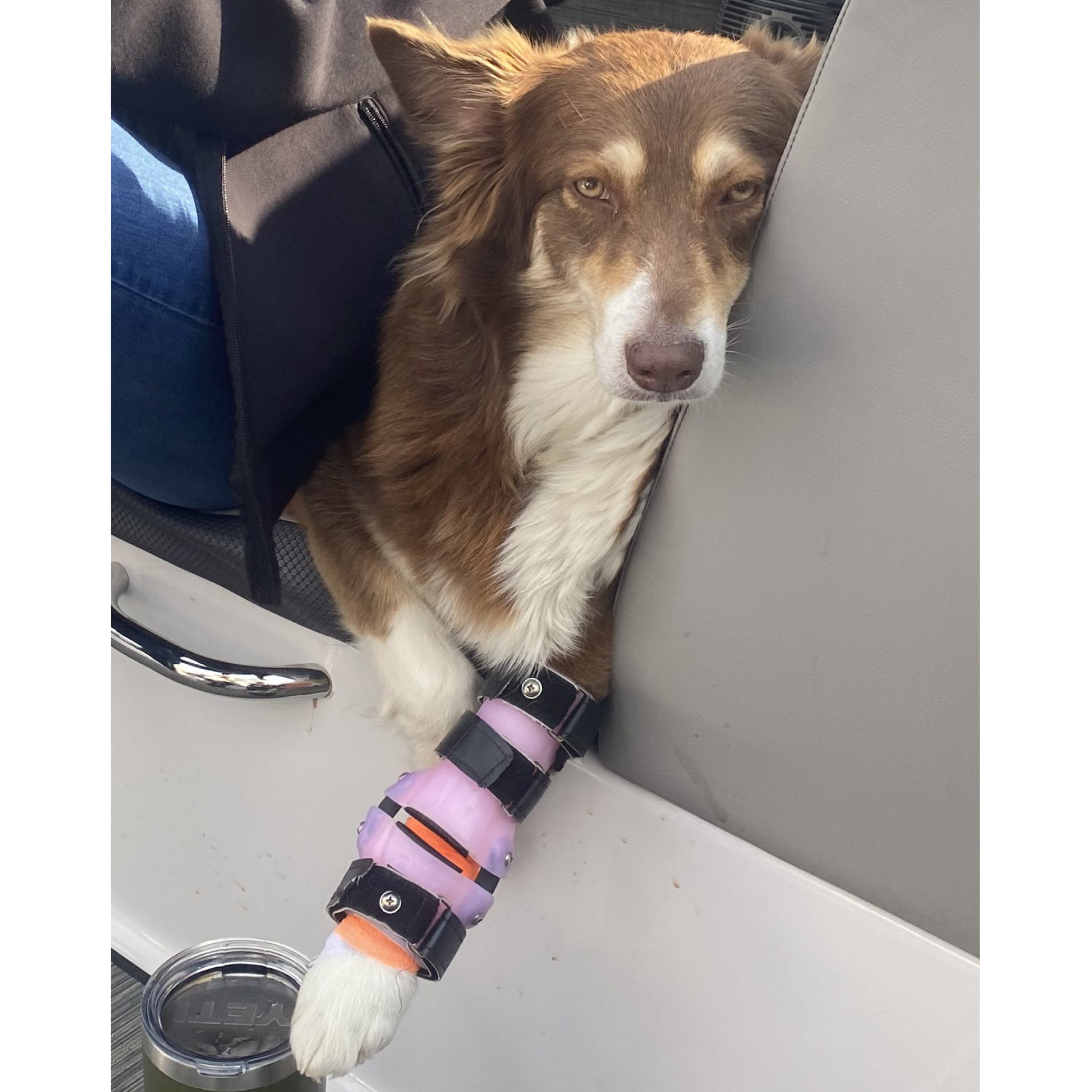 Custom Dog Wrist Brace | Carpal Dog Front Leg Brace