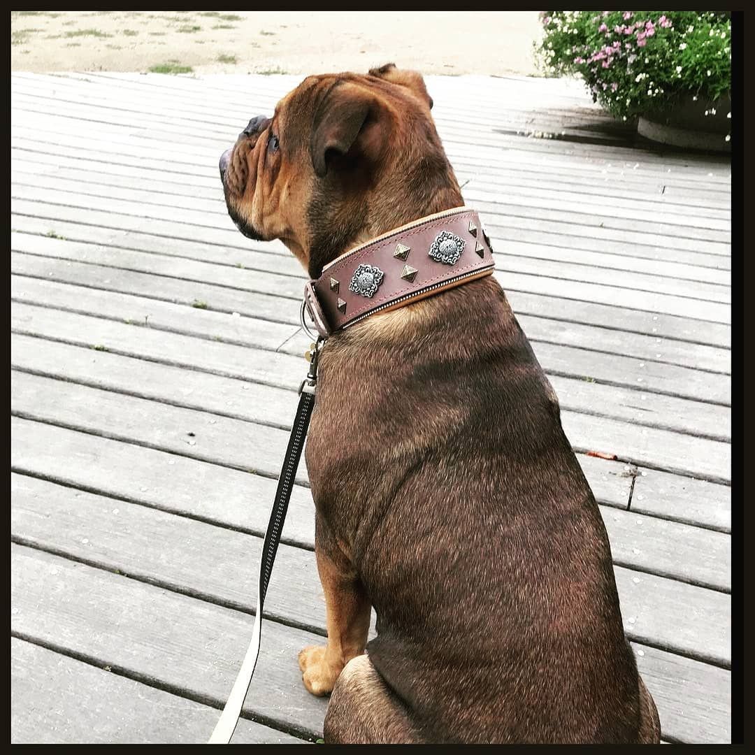 AZTEC GREY DOG COLLAR - TOP QUALITY HANDCRAFTED - GENUINE LEATHER - IMPORTED