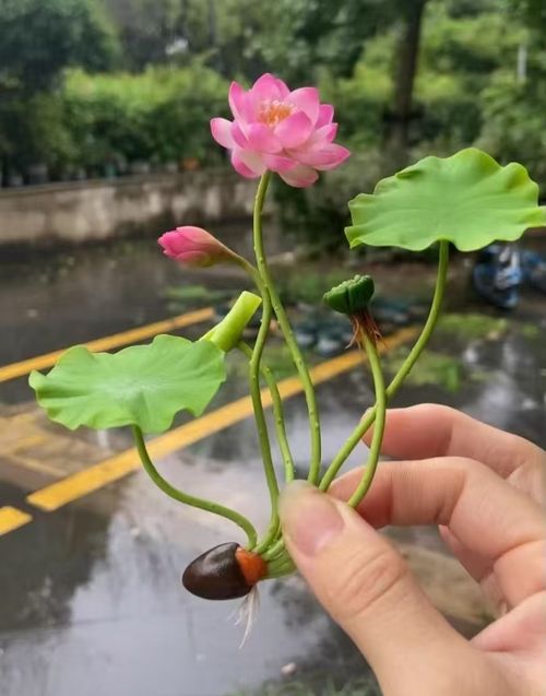 台灣水培七彩碗蓮種子（108顆）