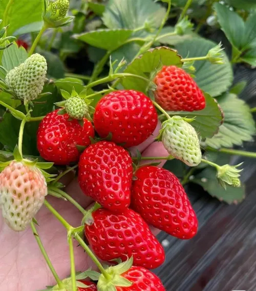 🍓Strawberry Seeds Seasonal Cream Strawberry Pot Plant Home Balcony Growing Hardy