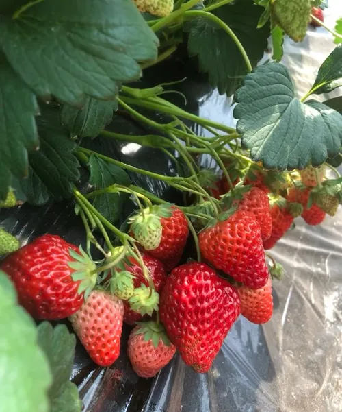 🍓Strawberry Seeds Seasonal Cream Strawberry Pot Plant Home Balcony Growing Hardy