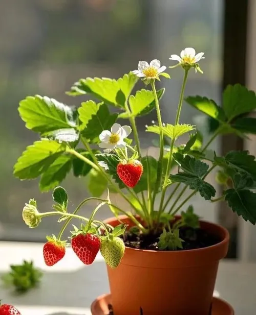 🍓Strawberry Seeds Seasonal Cream Strawberry Pot Plant Home Balcony Growing Hardy