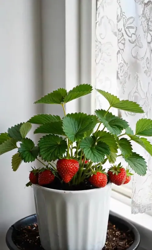 🍓Strawberry Seeds Seasonal Cream Strawberry Pot Plant Home Balcony Growing Hardy