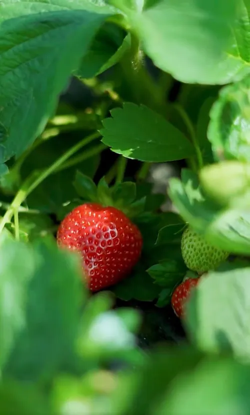 🍓Strawberry Seeds Seasonal Cream Strawberry Pot Plant Home Balcony Growing Hardy
