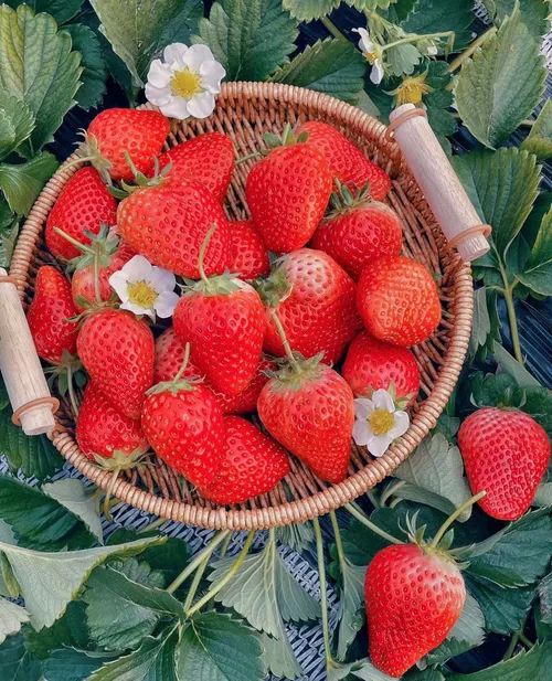🍓Strawberry Seeds Seasonal Cream Strawberry Pot Plant Home Balcony Growing Hardy