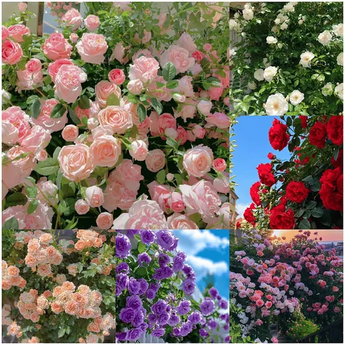 🌺Climbing Rose Seeds🌺Easy to maintain, drought and heat tolerant, can be planted in all seasons