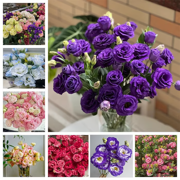 🌱12 Days Germination🔥Eustoma Thornless Rose💐Lisianthus Seeds