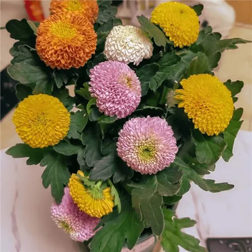Table tennis chrysanthemum seeds colorful multi-color ball chrysanthemum four seasons easy to grow live indoor and outdoor balcony potted green flower seeds