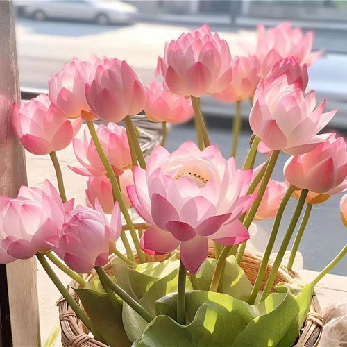 💐The Sacred Bonsai Bowl Lotus Flower - Sow all year round, grow well and are easy to grow!