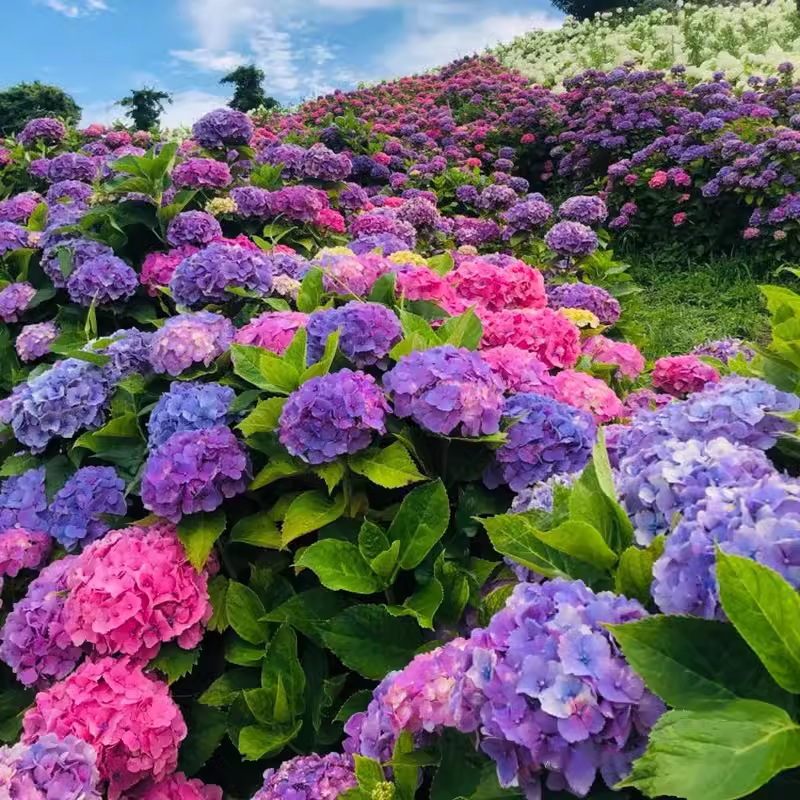 Hydrangea seeds four seasons sowing flowering perennial flower seeds potted planting courtyard easy to live indoor and outdoor plants