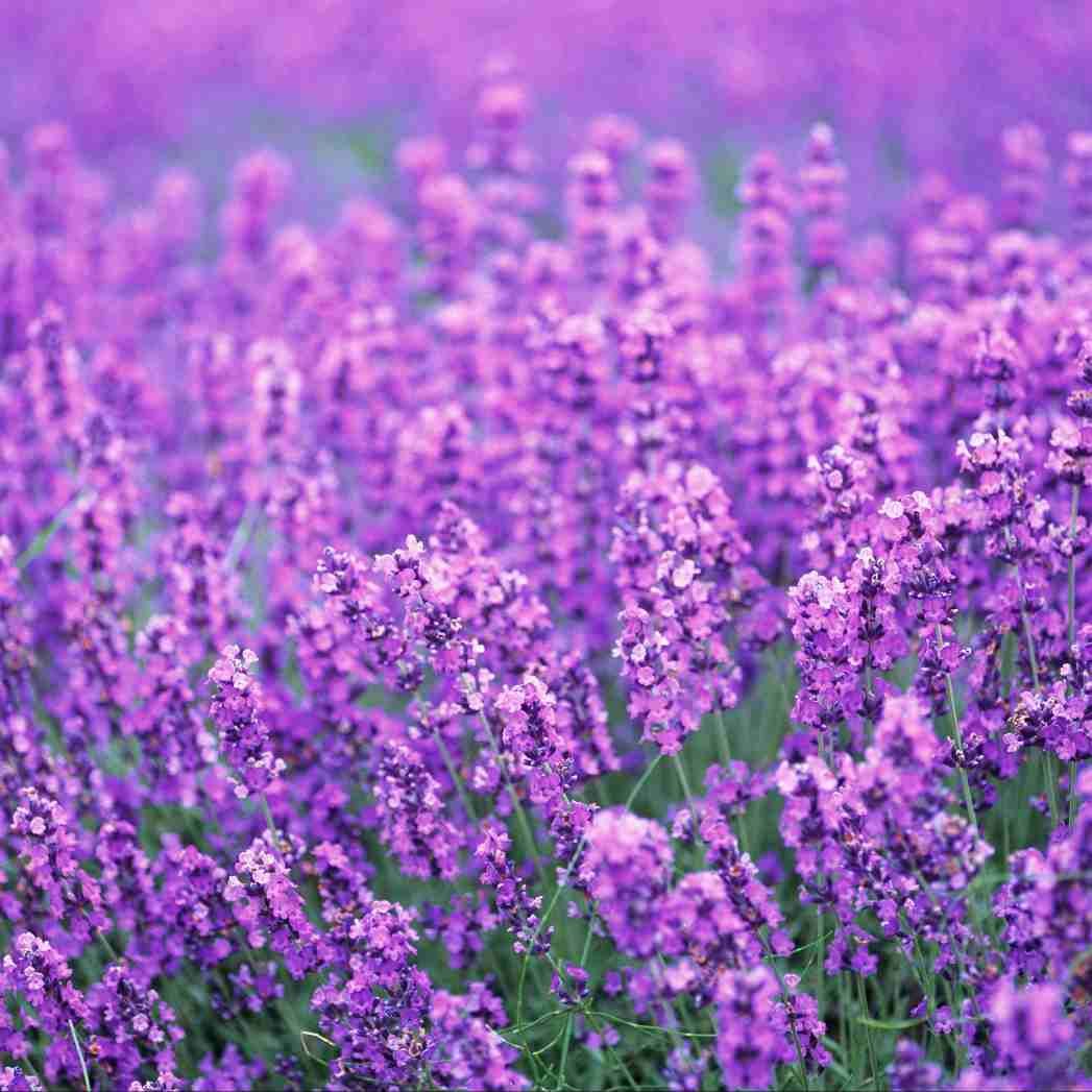 Unlock Ancient Wisdom: TCM Herbal Bracelet Recipes for Modern Wellness