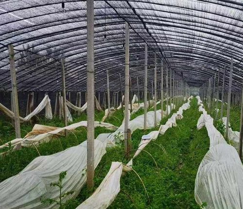 6 meters × 50 meters Shade netting for vegetable and fruit gardens: protects against birds, insects, sunburn, and hail. High-density black shade cloth—UV-resistant, durable, and suitable for home use, greenhouses, and agricultural applications.
