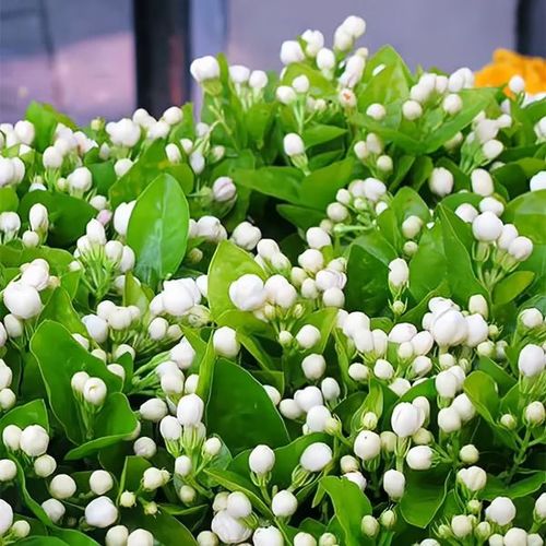 Last Day 60% OFF  Christmas gifts🔥 Jasmine suitable for Ghana (Free 2 packs of nutrient soil)