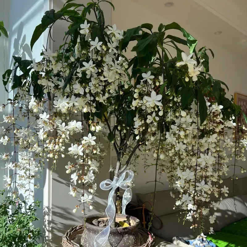 Last Day 60% OFF  Christmas gifts🔥 Jasmine suitable for Ghana (Free 2 packs of nutrient soil)