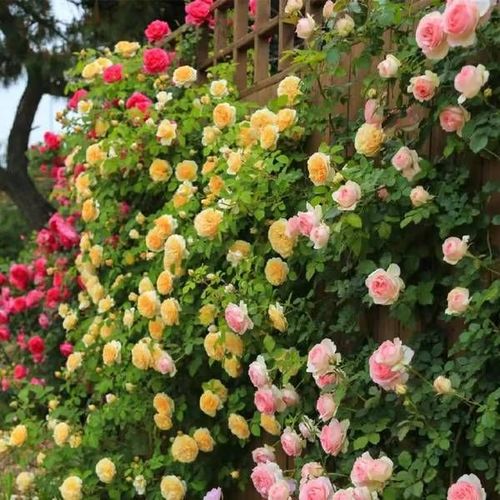LAST DAY 49% OFF🌹Climbing Vine Rose Flower Seeds
