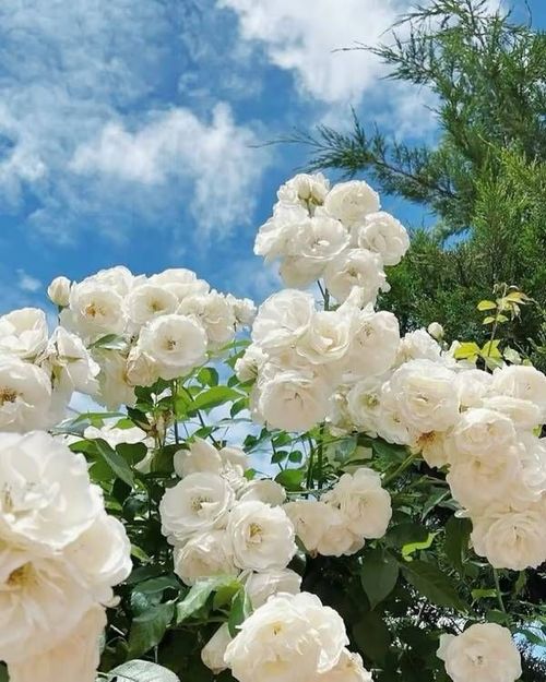 LAST DAY 49% OFF🌹Climbing Vine Rose Flower Seeds