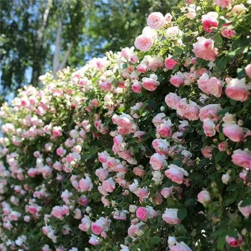 LAST DAY 49% OFF🌹Climbing Vine Rose Flower Seeds