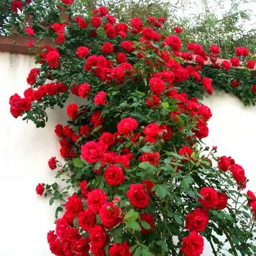 LAST DAY 49% OFF🌹Climbing Vine Rose Flower Seeds