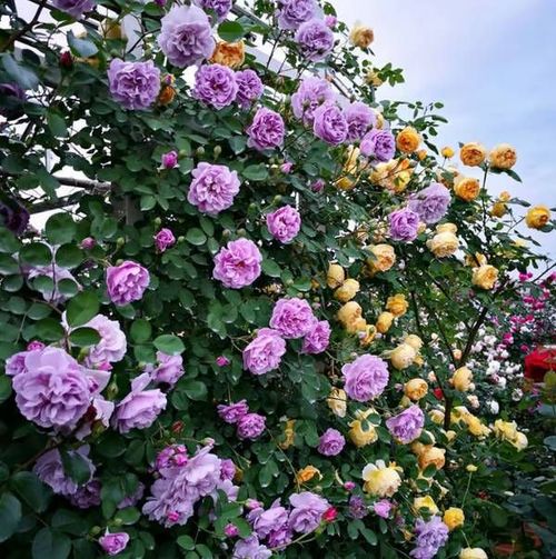 LAST DAY 49% OFF🌹Climbing Vine Rose Flower Seeds