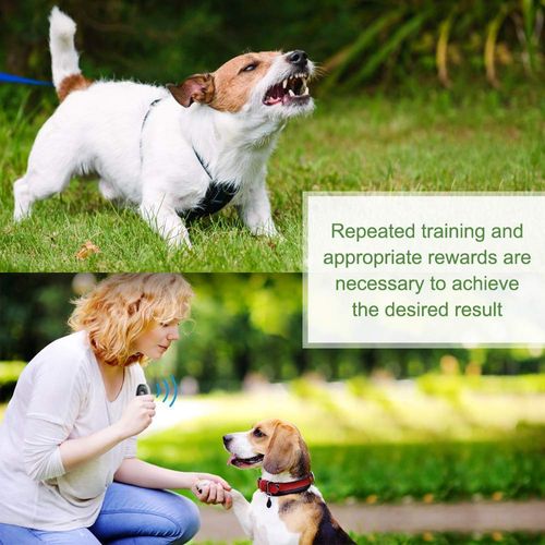 dog training device
