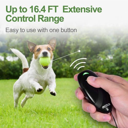 dog training device