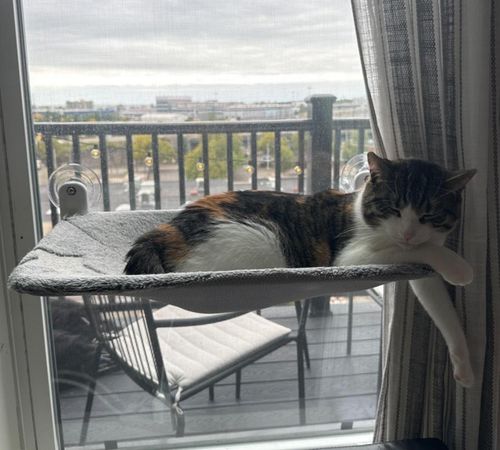 Cordless Indoor Cat Window Perch Cat Hammock Large 4 Suction Cups & Solid Metal Frame Foldable Cat Seat Window Beds