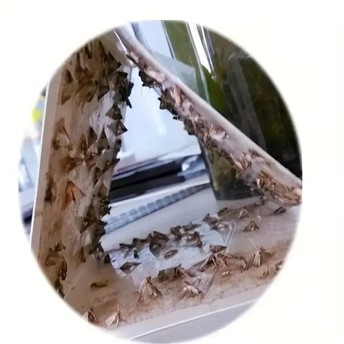 The silent destroyers in your closet: understanding clothes moths