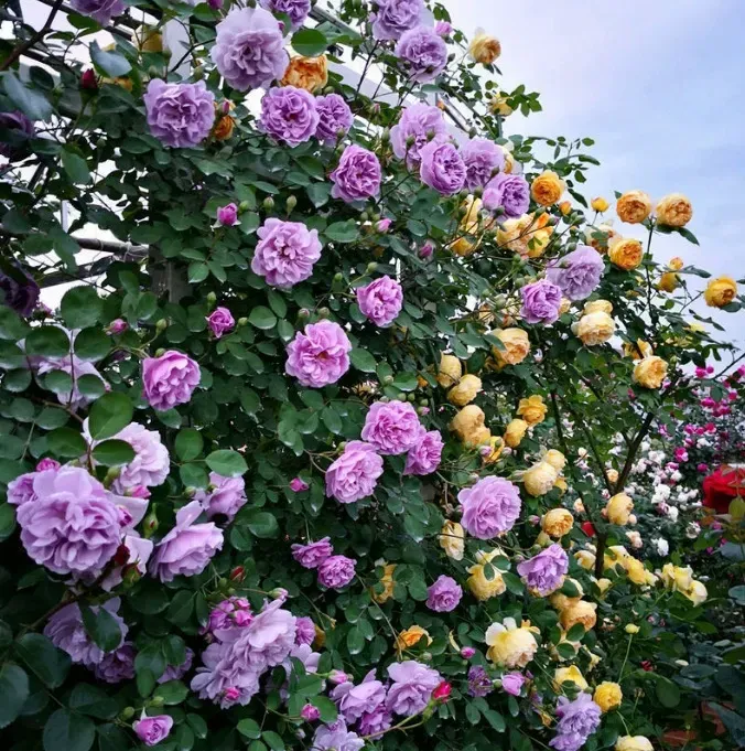 🔥 2025 CAMPEÃO DE VENDAS - 🌺1000 sementes de rosa trepadeira🌺