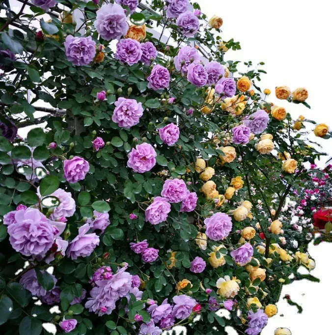 🔥 2025 CAMPEÃO DE VENDAS - 🌺1000 sementes de rosa trepadeira🌺
