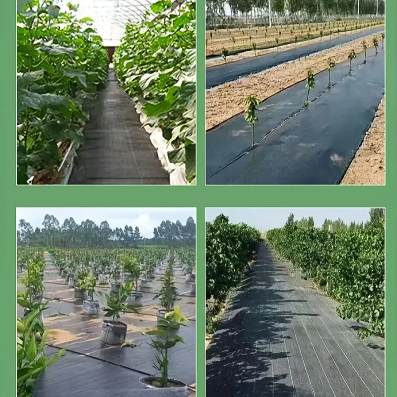 🌱 Blocks Weeds Naturally – Stops 95% of weed growth without chemicals ☀️ UV-Resistant & Durable – Withstands Ghana’s intense sun for 3+ years 💧 Water & Air Permeable – Lets soil breathe while retaining moisture 💰 Saves Labor Costs – Reduces weeding time by 70% 🌿 Multi-Use – Perfect for farms, gardens & commercial plantations